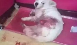 视频爆料狗狗,狗狗的神奇瞬间，萌态百出引网友热议